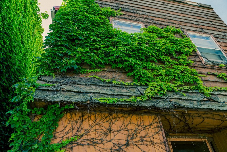 vine-covered building